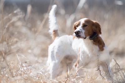 Setter on point in field