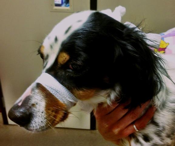 Skin Laceration Repair in the Field