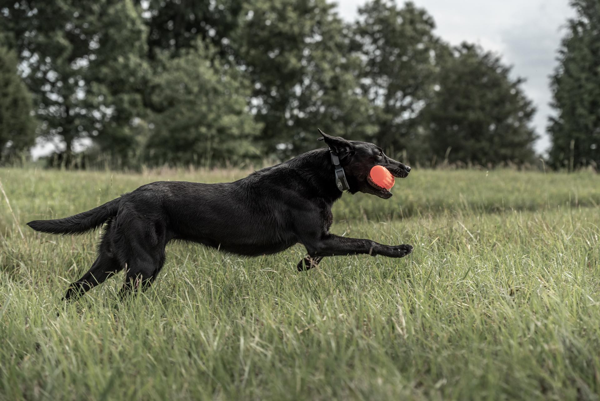 Retriever Training: Making the Most of the Spring Season