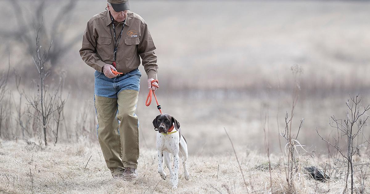 Watch for man walking German Shorthaired Pointer at heel with lead and e-collar behaviour