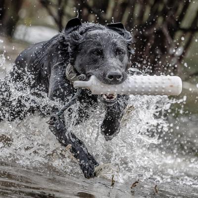 Black lab running through water with white training dummy in mouth