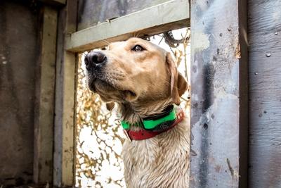 Yellow lab in a duck hunting blind wearing an SportDOG e-collar