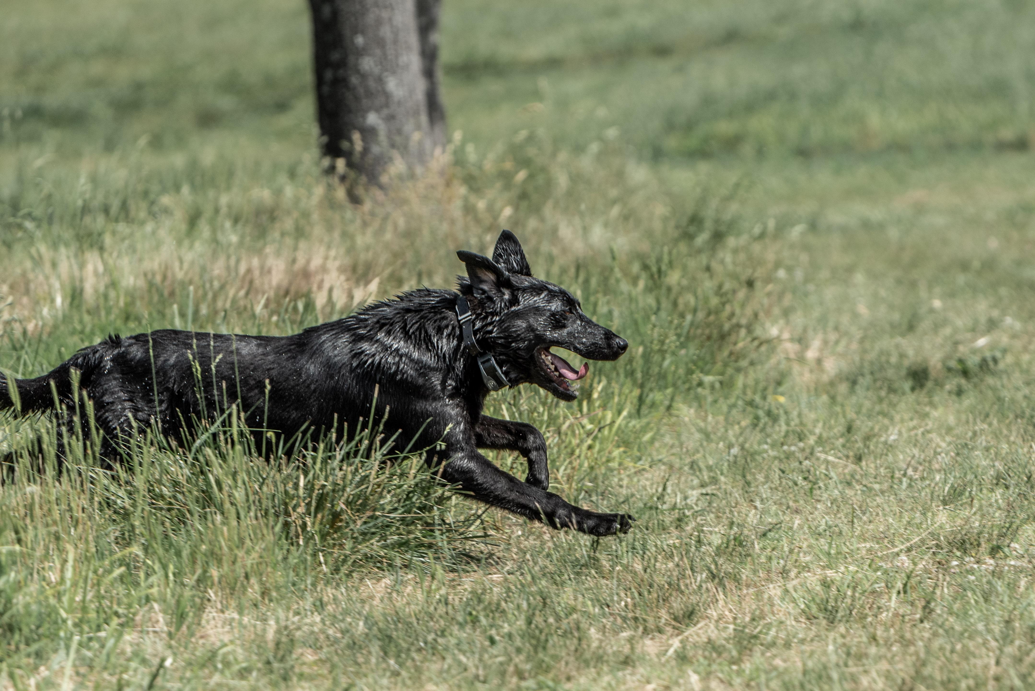 Black labrador running through grass while panting