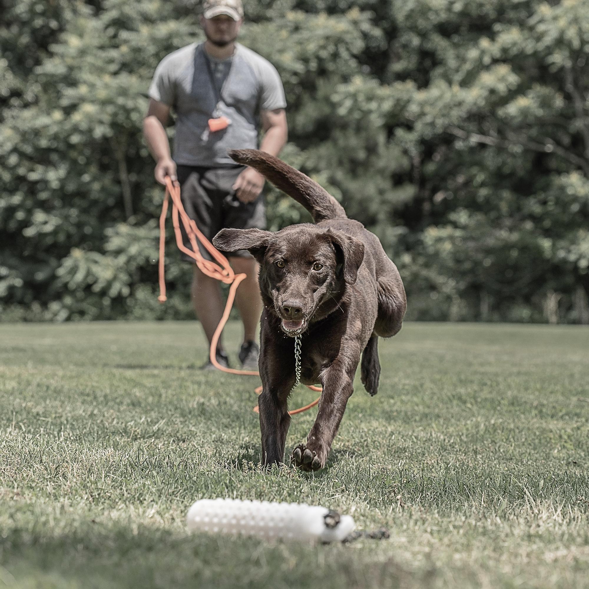 Young chocolate labrador jumping onto a bumper with trainer in background holding a check cord
