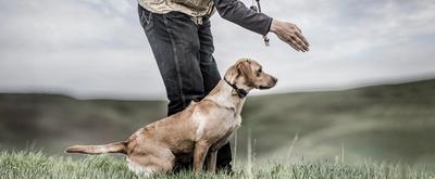 dog wearing FieldTrainer collar