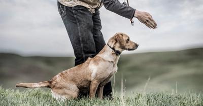 Dog wearing SportTrainer 425X