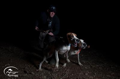 two hounds being held back on their leashes by handler in background