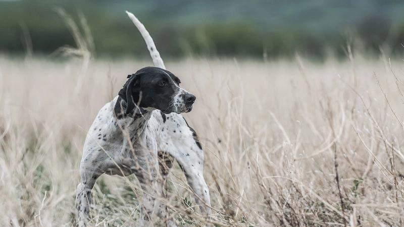 a focused hunting dog