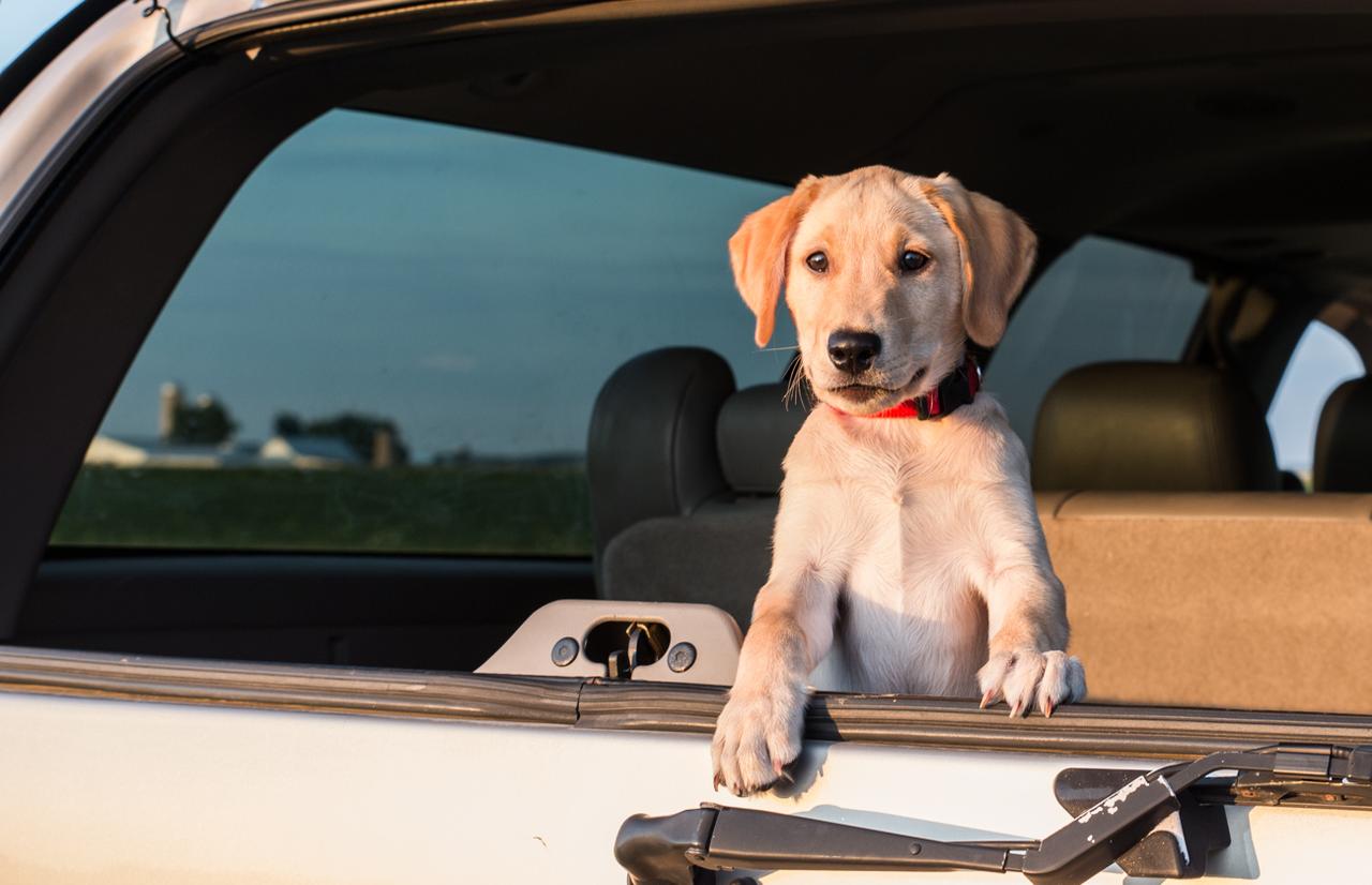 Yellow labrador puppy in back of 4x4 with window down
