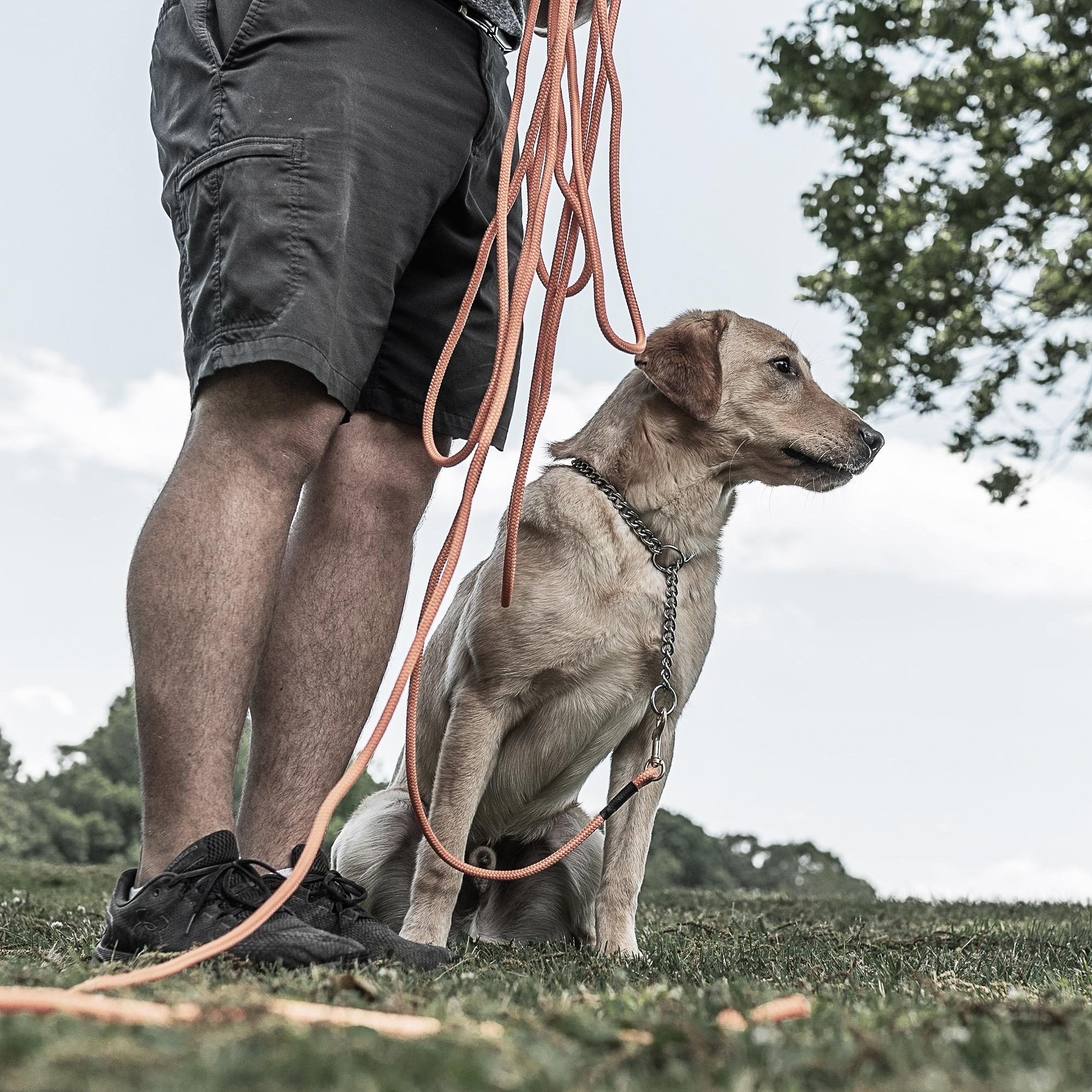 Skunks and porcupines can be a real concern for hunters using gundogs. I’ve been involved in plenty of porcupine quill-pulling parties, and trust me, it is a horrible ordeal. Skunks, whilst not as dangerous, certainly can ruin your day, or even your whole trip. 