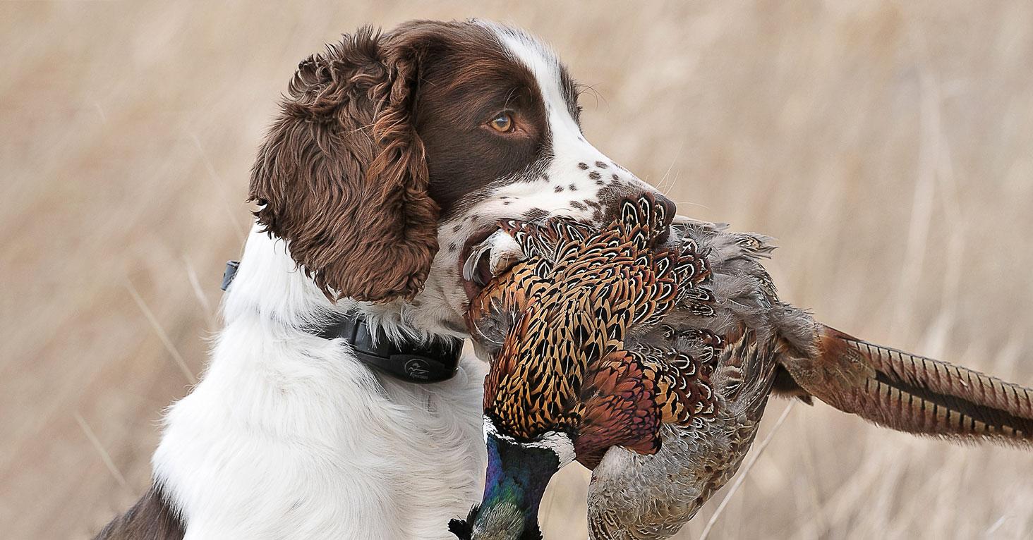 How Tone and Ambience Can Enhance Your Upland Bird Shooting
