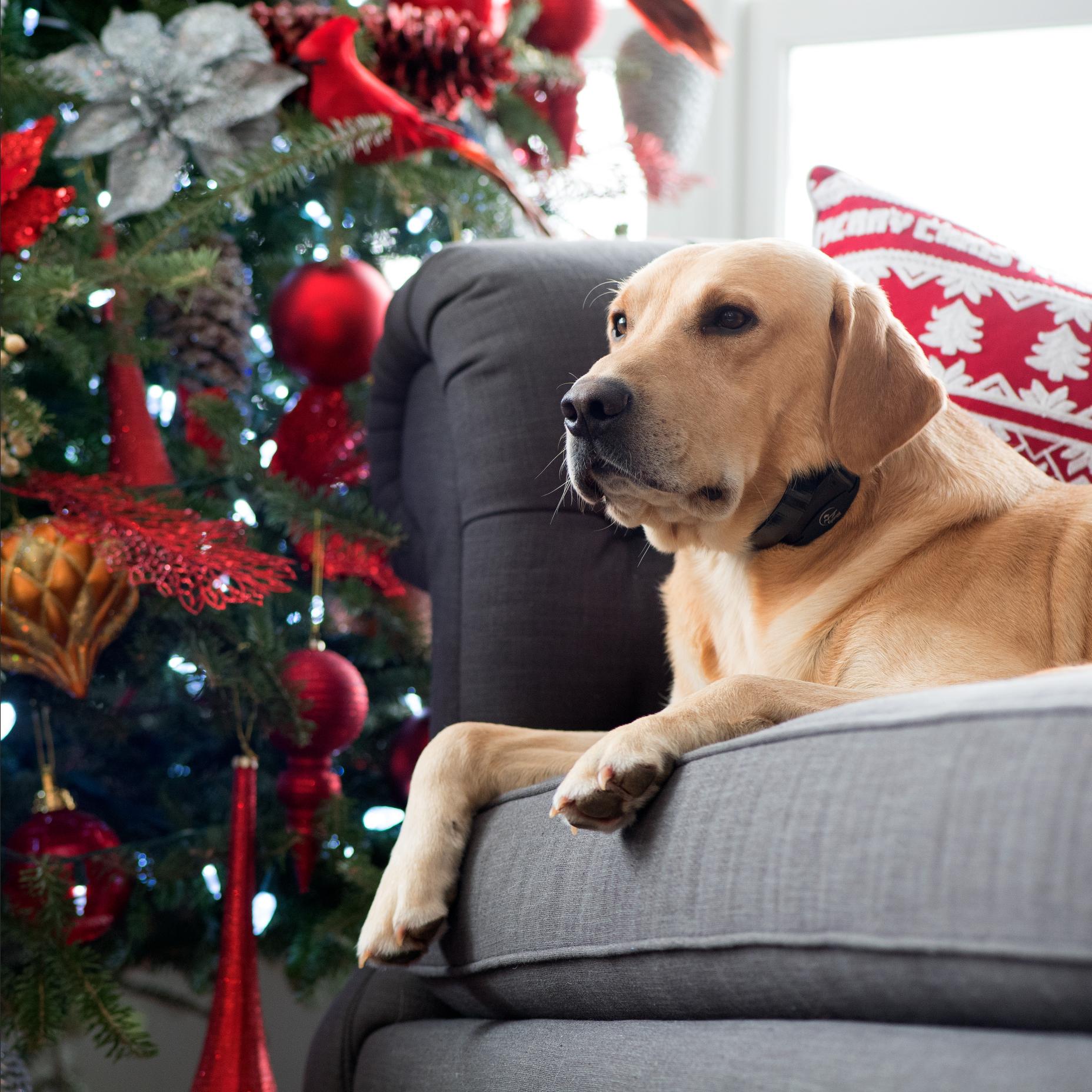 Yellow lab lying on the sofa during a holiday