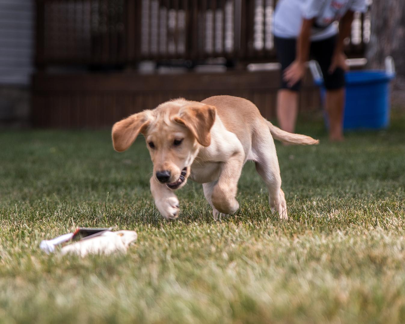 Yellow lab puppy jumping on puppy dummy