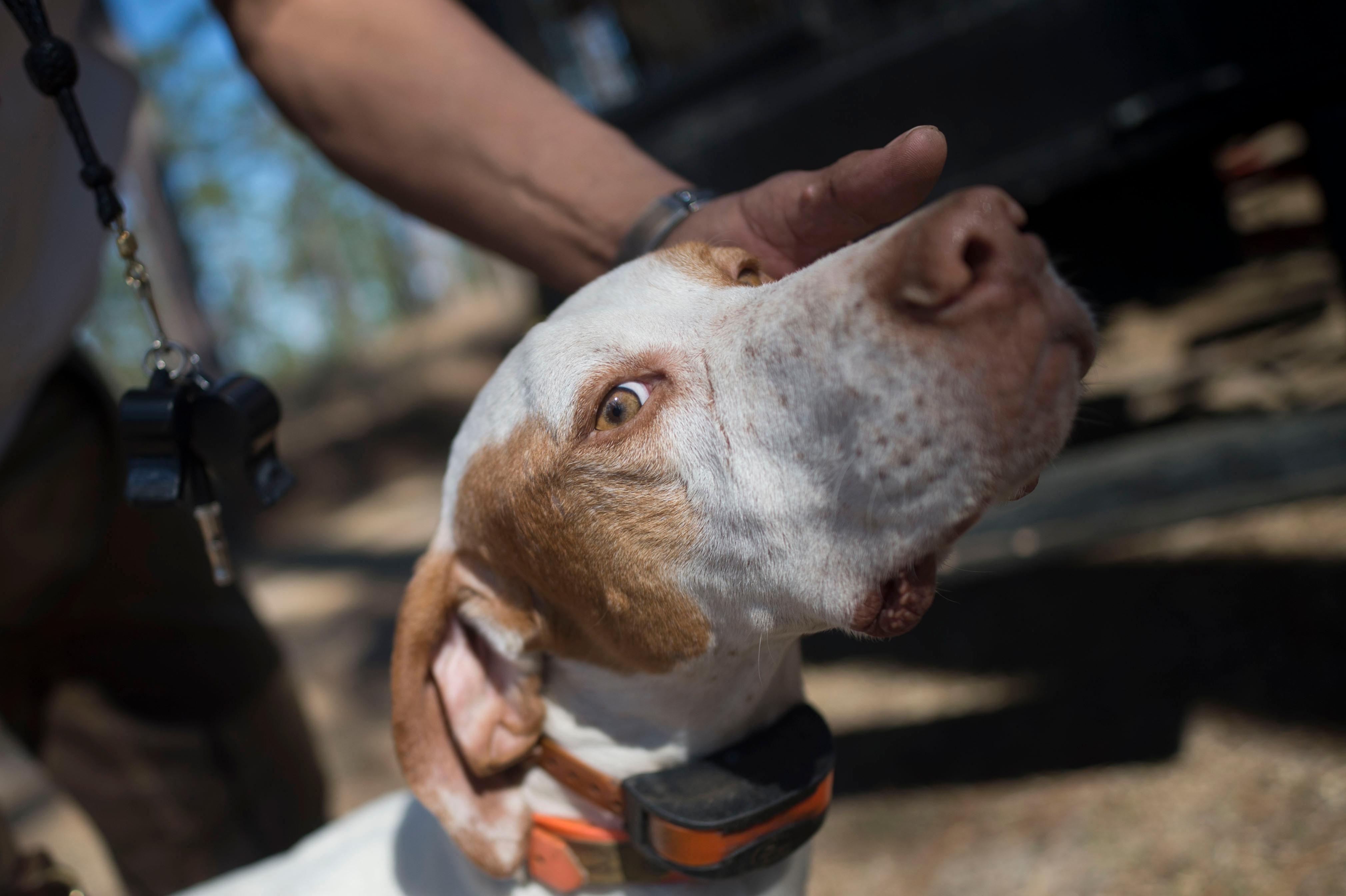 English Pointer being handled by man. 