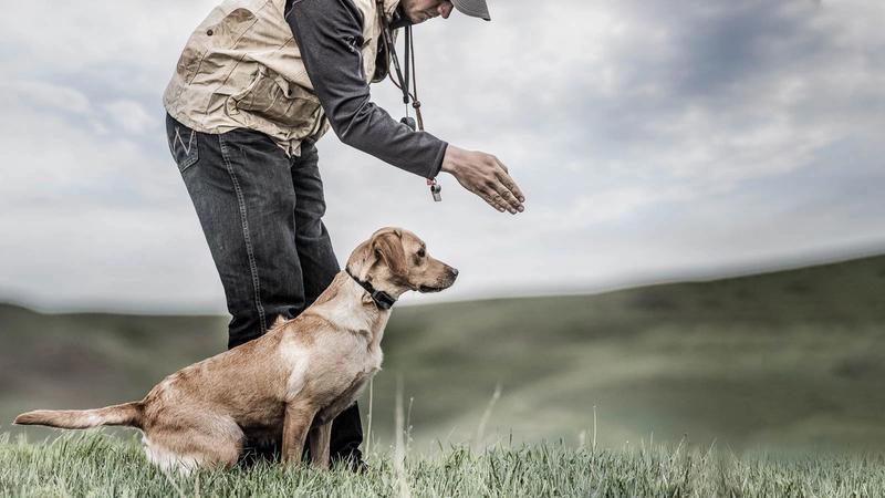 Small yellow lab sitting by handler, eager to go retrieve