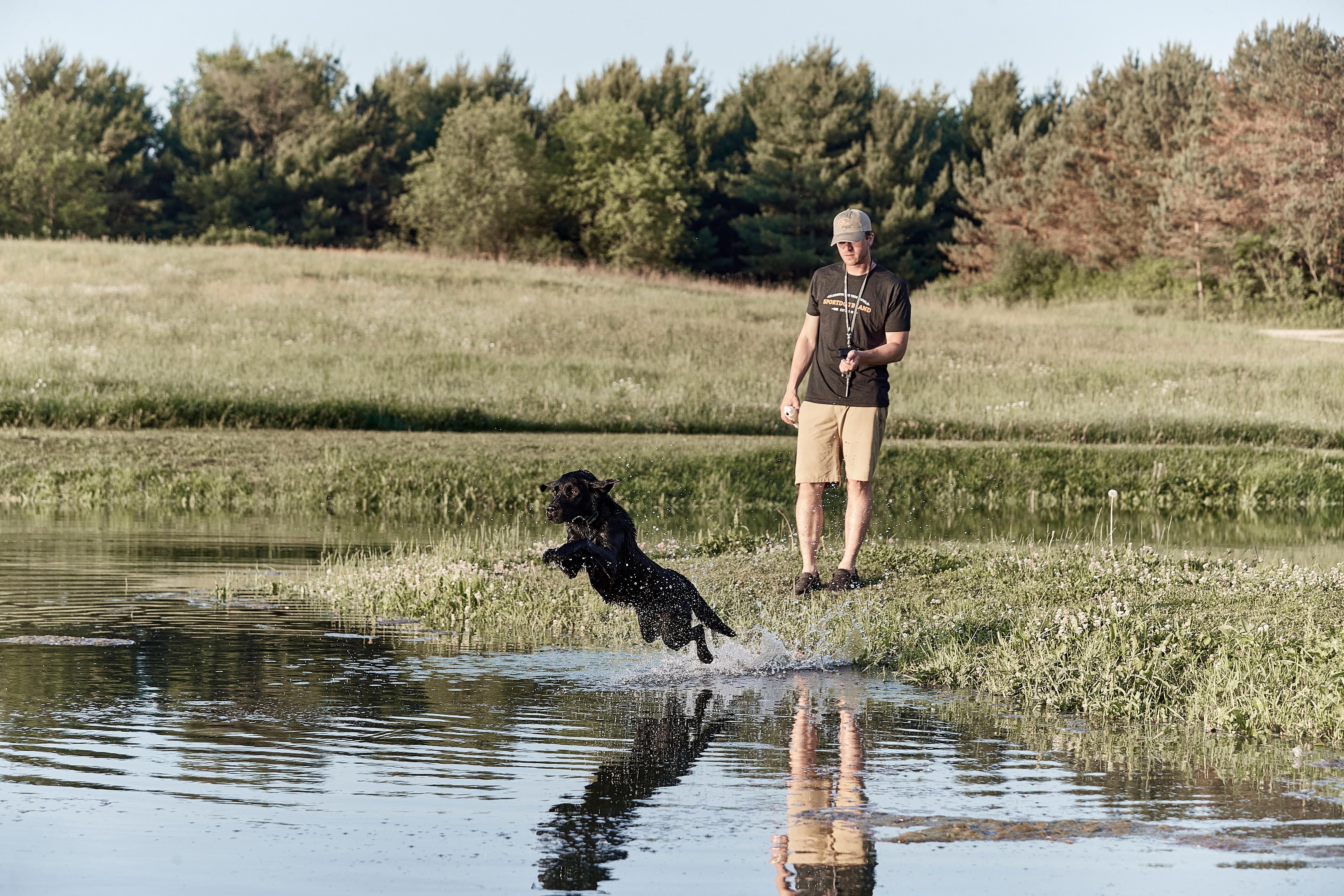 Black labrador jumping into water to retrieve dummy with man standing on shore.